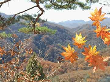 堕胎药微信投票通过 马斯克的星舰基地成了一座“真正的”城镇